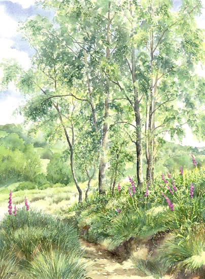 Silver Birches - watercolour by Dorothy Pavey