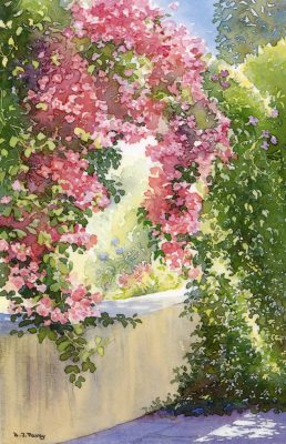 Bougainvillea, watercolour painting by Dorothy Pavey