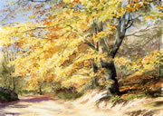 Autumn Beech Trees - watercolour by Dorothy Pavey
