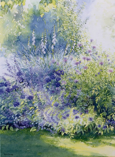 Blue and White - Shady Border - watercolour by Dorothy Pavey