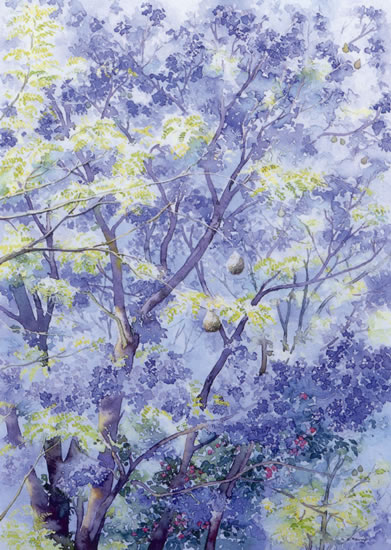 Jacaranda Tree - watercolour by Dorothy Pavey