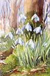 Snow drops - watercolour by Dorothy Pavey