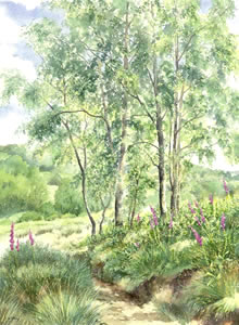 Silver Birches - watercolour by Dorothy Pavey