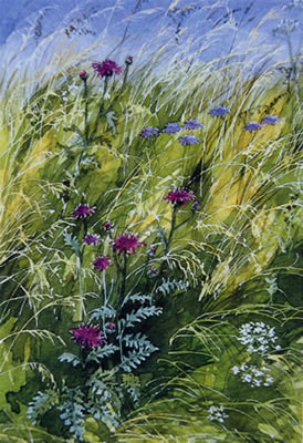 Knapweed and Scabious - watercolour by Dorothy Pavey