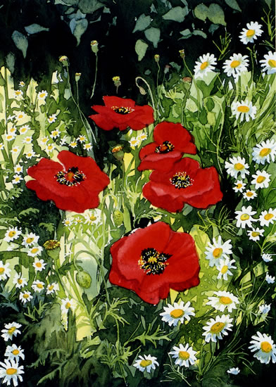Poppies and Daisies - watercolour by Dorothy Pavey