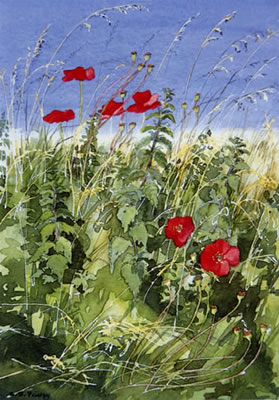 Poppies in the sun - watercolour by Dorothy Pavey