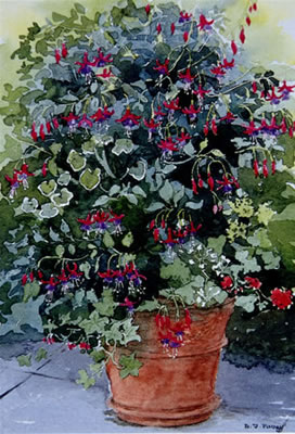 Pot – Fuchsias - watercolour by Dorothy Pavey