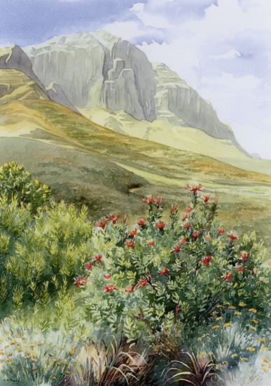 Proteas and Mountains - watercolour by Dorothy Pavey