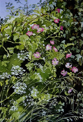 Wild Roses - watercolour by Dorothy Pavey