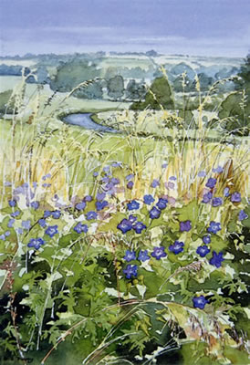 Windrush/Meadow Cranesbill - watercolour by Dorothy Pavey
