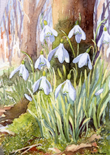 Snow drops by Dorothy Pavey